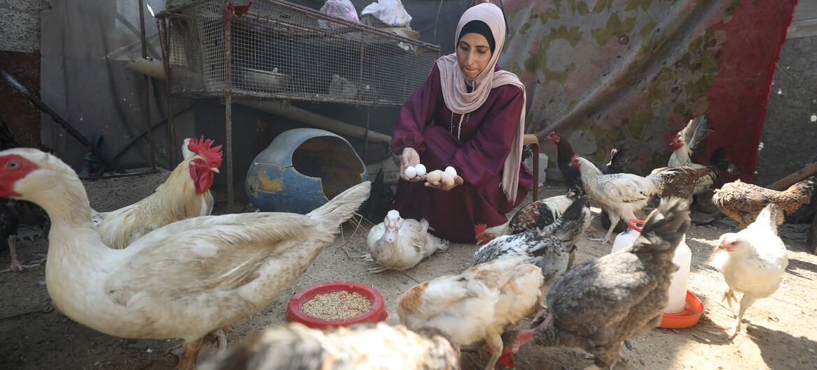Sustaining livelihoods amid crisis in Gaza