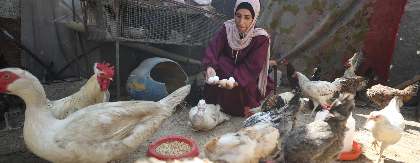 A Palestinian woman in Gaza sits among chickens and ducks while holding freshly collected eggs in an outdoor enclosure.