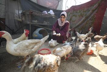 A Palestinian woman in Gaza sits among chickens and ducks while holding freshly collected eggs in an outdoor enclosure.