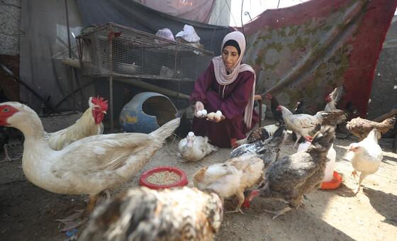 Sustaining livelihoods amid crisis in Gaza