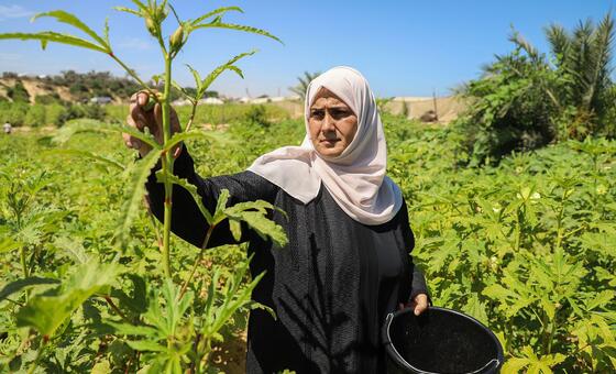غزة - بعد موجات النزوح المتكررة، مزارعون فلسطينيون يعودون إلى أراضيهم