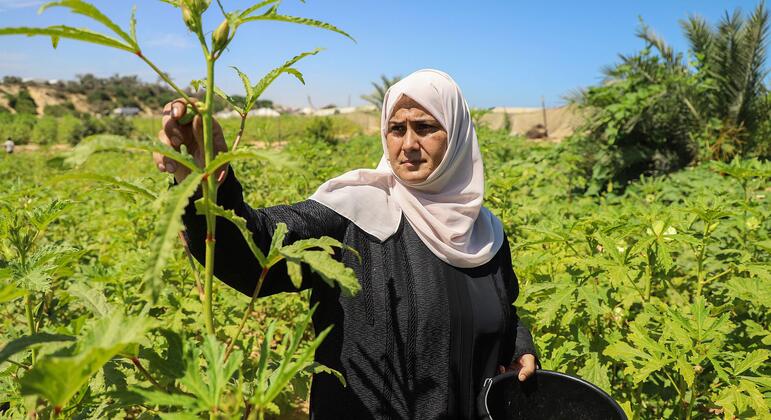 منظمة الأغذية والزراعة تساعد المزارعين في غزة على استعادة إنتاج الغذاء المحلي.