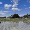 Des agriculteurs travaillent dans des rizières inondées sous un ciel bleu parsemé de nuages ​​épars au Timor-Leste.