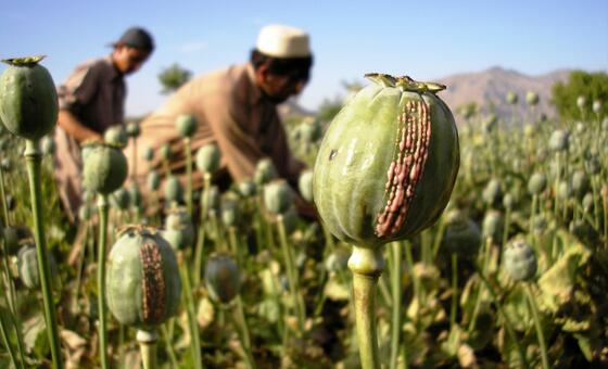 Afghanistan opium production jumps fivefold as farmers find ways round Taliban ban