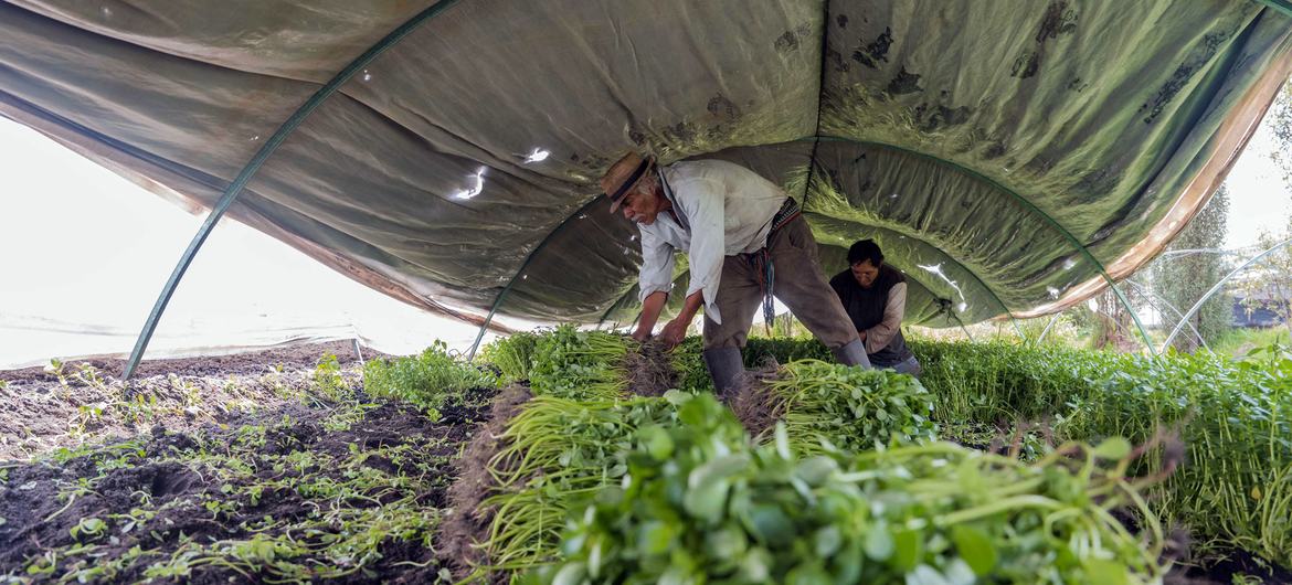 Two farmers work among rows of leafy green vegetables under a curved plastic-covered growing structure in Xochimilco, Mexico.