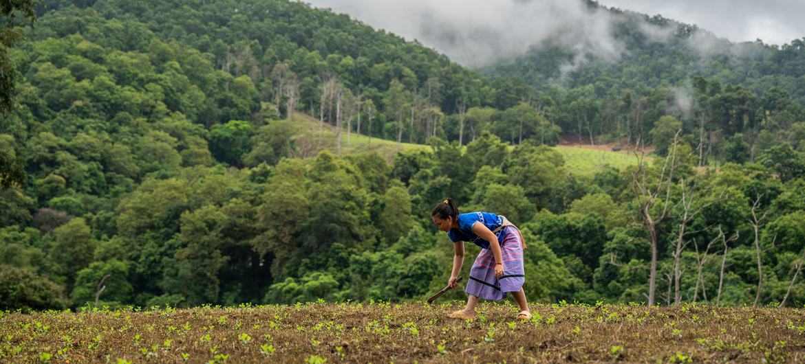  थाईलैंड के उत्तर-पश्चिमी पहाड़ों में मौजूद घने जँगल
