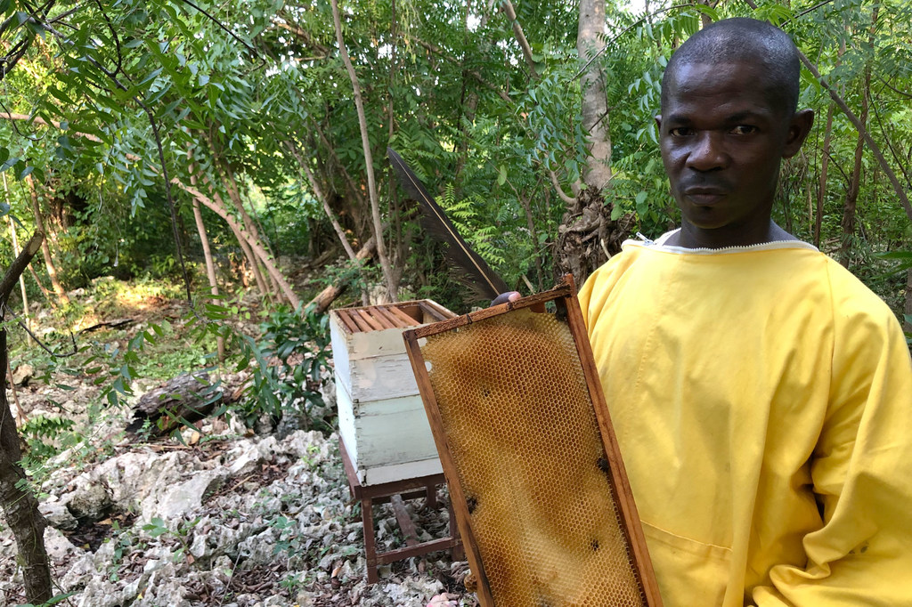 Ilarion Celestin atiende sus colmenas en Bonbon (Haití).