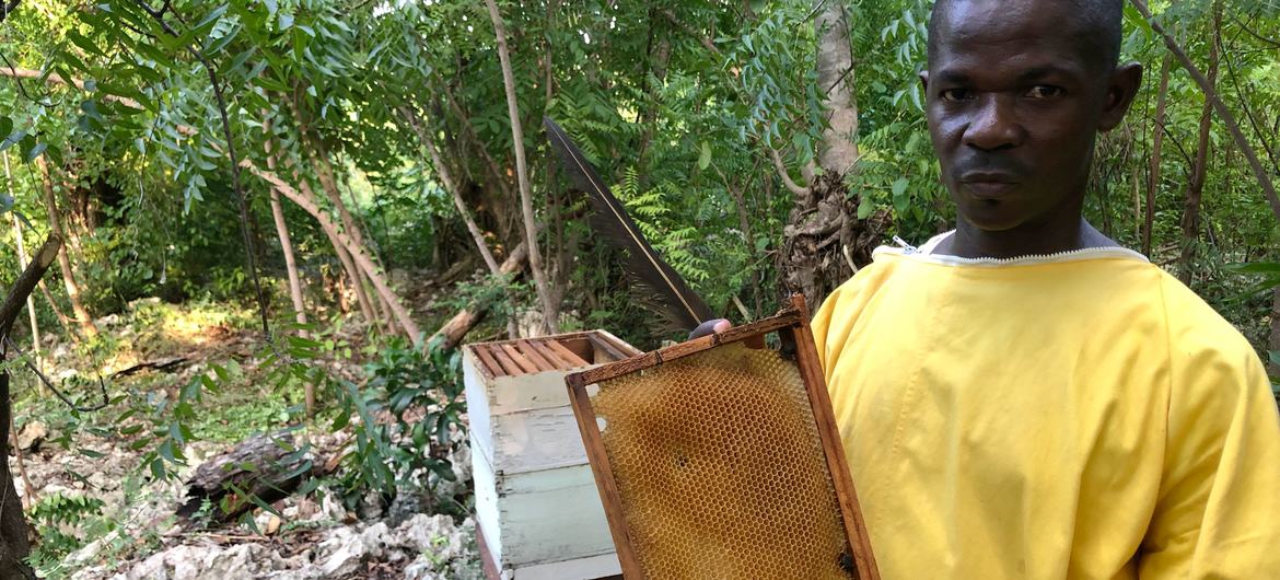 Ilarion Celestin s'occupe de ses ruches à Bonbon, en Haïti.