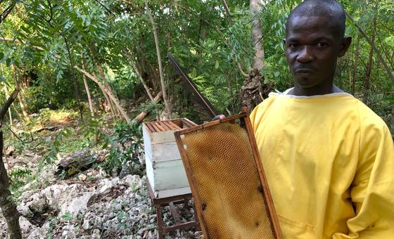 Produtor Ilarion Celestin contou à ONU News que mantinha suas abelhas em um tronco oco de árvore.