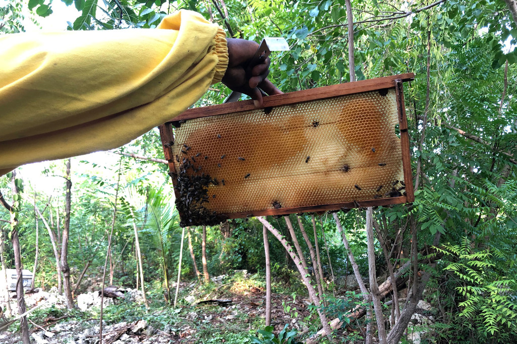Gracias a la moderna equipación y nuevos métodos de apicultura, la producción anual de miel de Ilarion Celestin ha aumentado a 270 galones.