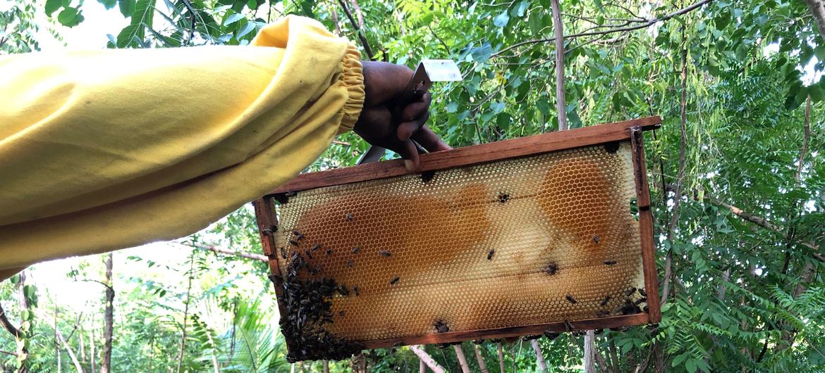 Con modernos equipos y métodos de apicultura, la producción anual de miel de Ilarion Celestin ha aumentado a 270 galones.