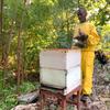 Ilarion Celestín trabaja encantado como apicultor. Ahora, con el apoyo de la FAO, ha modernizado sus procesos de trabajo y cuenta con 18 colmenas. 