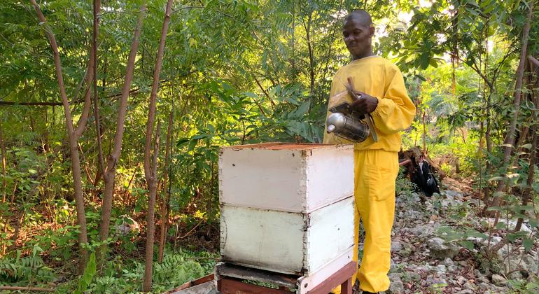 Ilarion Celestín trabaja encantado como apicultor. Ahora, con el apoyo de la FAO, ha modernizado sus procesos de trabajo y cuenta con 18 colmenas. 