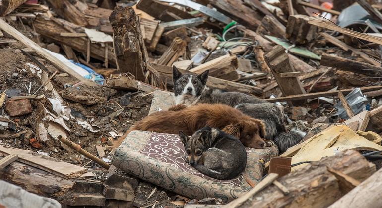 Pet dogs in the ruins of the village of Novoselivka, near Chernihiv, Ukraine.