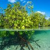 Los manglares retienen emisiones de carbono y proporcionan comida y medios de vida en las áreas costeras a mil millones de personas en el mundo.