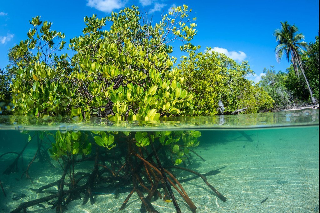 Coastal and marine ecosystems supply  food, livelihoods, and coastal extortion  to much  than a cardinal  radical   worldwide.