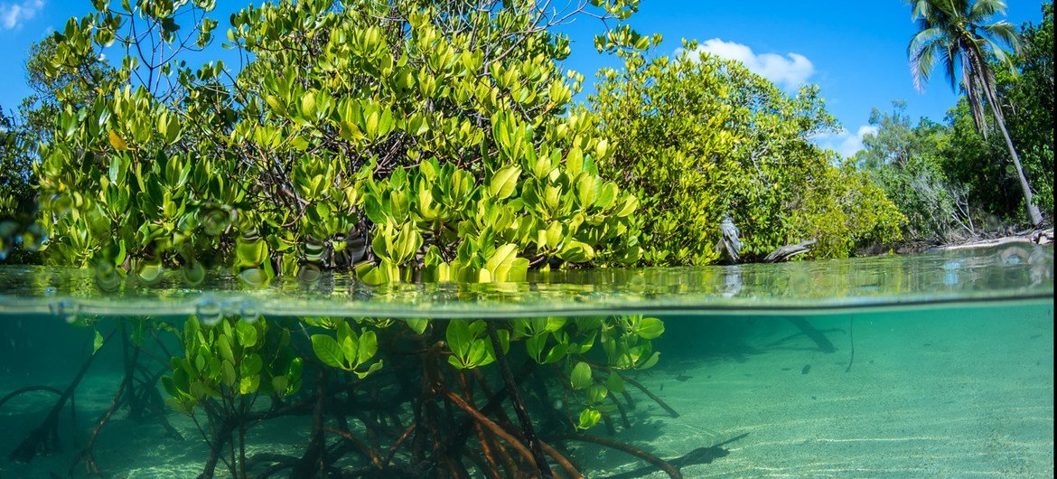 Pnuma espera que os manguezais criem uma barreira em torno das comunidades locais