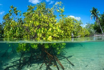 Los manglares retienen emisiones de carbono y proporcionan comida y medios de vida en las áreas costeras a mil millones de personas en el mundo.