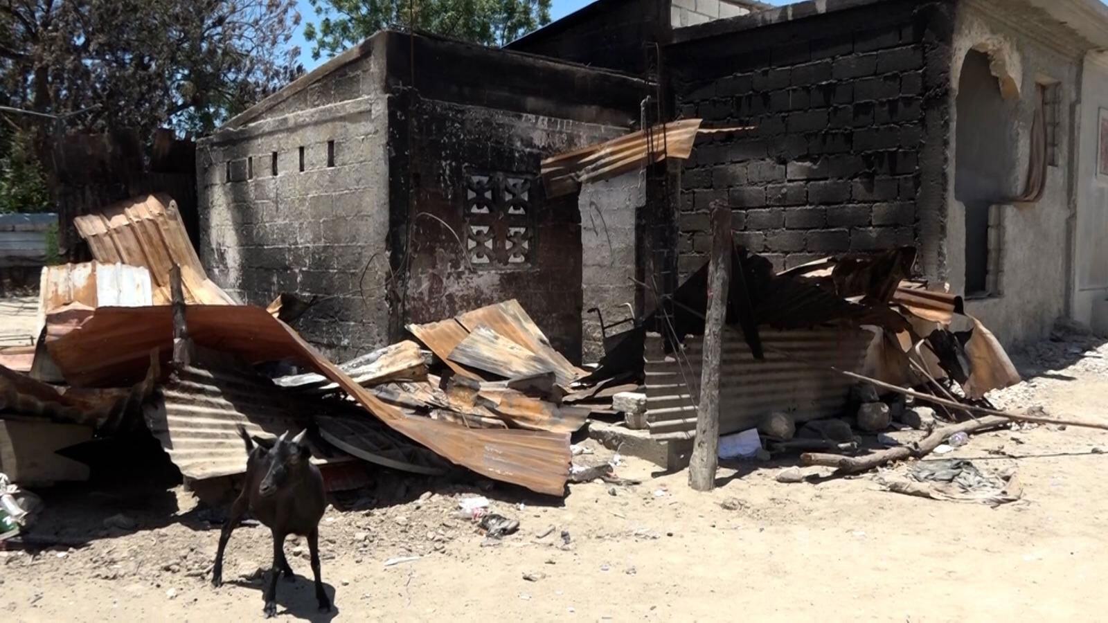 A goat stands in front of a burned and partially destroyed building with corrugated metal roofing in Cité Soleil, Haiti.