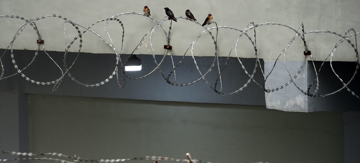 Quatro pássaros estão posados em uma bobina de arame farpado no topo de uma parede de concreto.