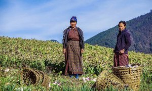 In Bhutan, farmers are working hard to adapt to climate change.