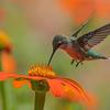 A hummingbird hovers over an orange flower.