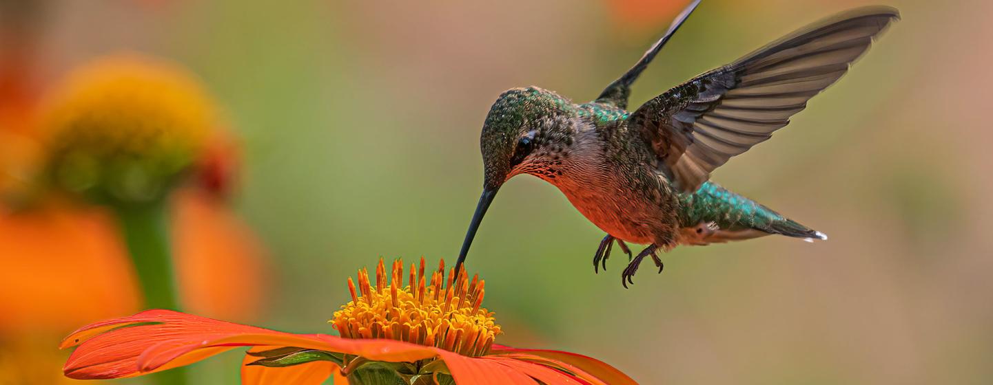 A hummingbird hovers over an orange flower.