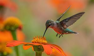 A hummingbird hovers over an orange flower.