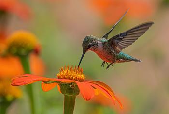 A hummingbird hovers over an orange flower.