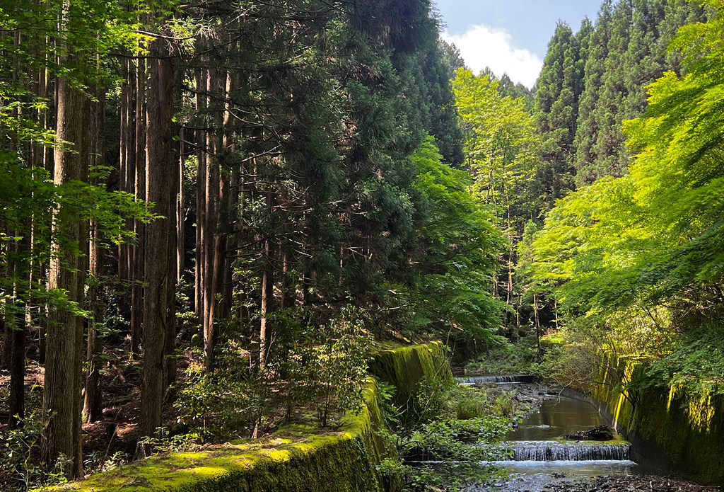Un ruisseau traverse une forêt dans la région du Kansai au Japon.