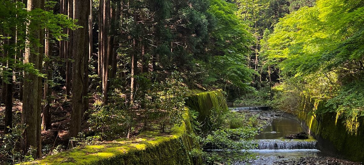 A stream passes through a forest in the Kansai region of Japan. A stream passes through a forest in the Kansai region of Japan.