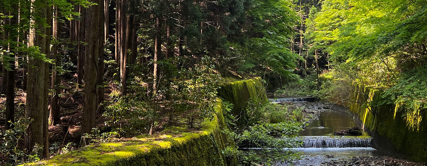 Un ruisseau traverse une forêt dans la région du Kansai au Japon.