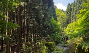 A stream passes through a forest in the Kansai region of Japan.