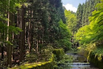 Un ruisseau traverse une forêt dans la région du Kansai au Japon. Un ruisseau traverse une forêt dans la région du Kansai au Japon.
