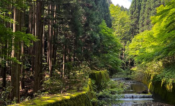 Decade of slowing deforestation offers hope for forests thumbnail
