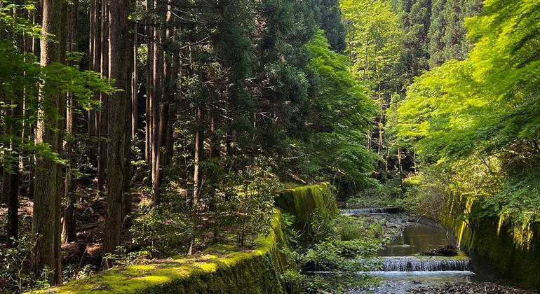 A stream passes through a forest in the Kansai region of Japan.