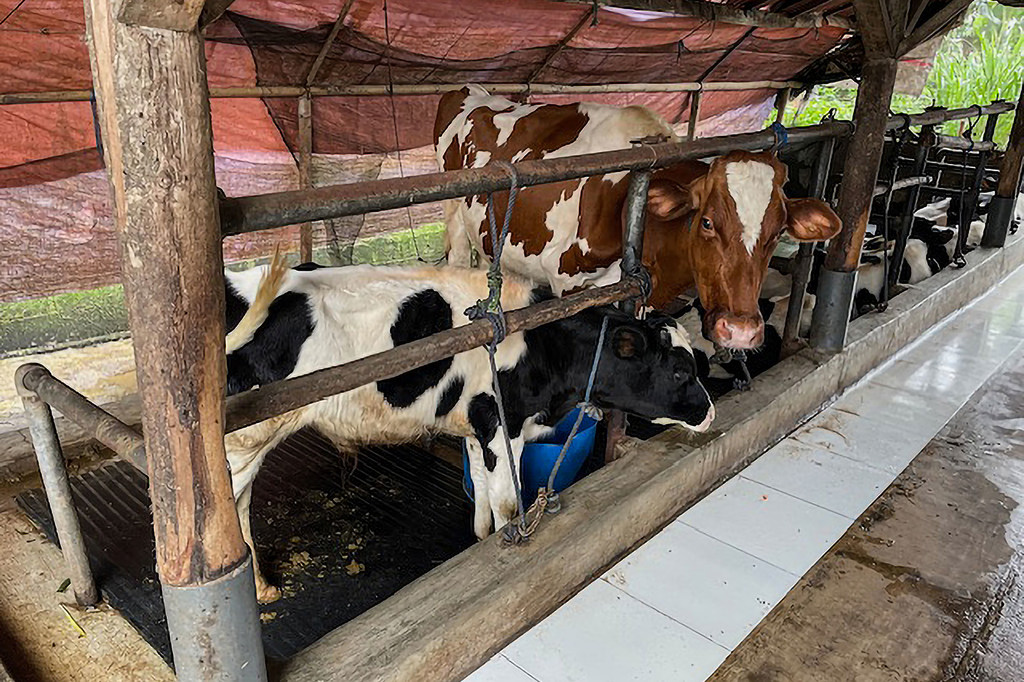 Dairy cows feed at a farm in Pangalengan, in West Jave, Indonesia.