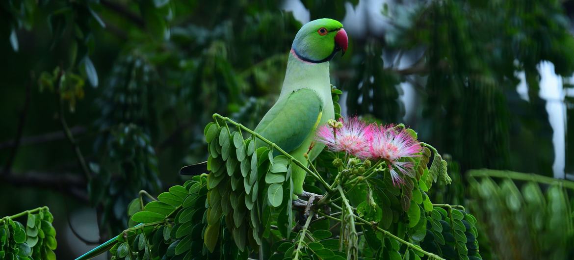 Seekor burung beo berdiri di dahan pohon di Maharashtra, India.