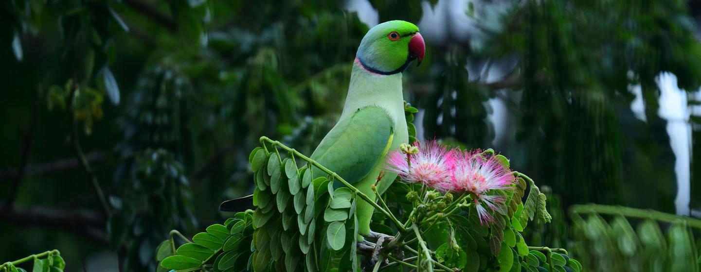 A green Indian ringneck parrot with a red beak and black neck ring perches on a branch next to pink flowers.