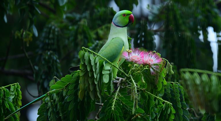 A parrot sitting on a tree branch in Maharashtra, India.