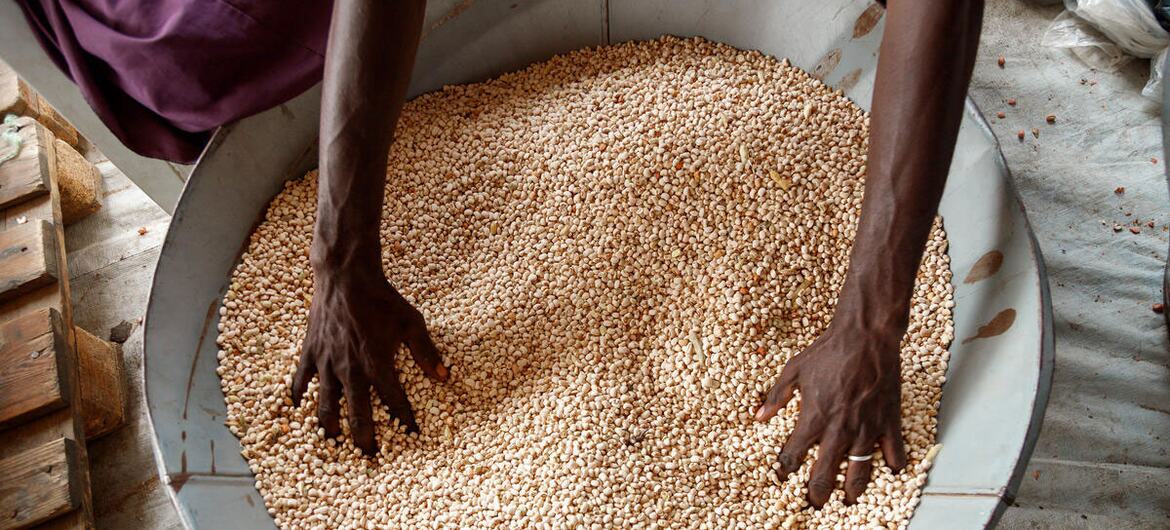 A person's hands sorting through a large metal container filled with beans as part of a food aid distribution in Nigeria.