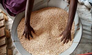 A person's hands sorting through a large metal container filled with beans as part of a food aid distribution in Nigeria.