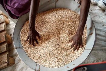 A person's hands sorting through a large metal container filled with beans as part of a food aid distribution in Nigeria.