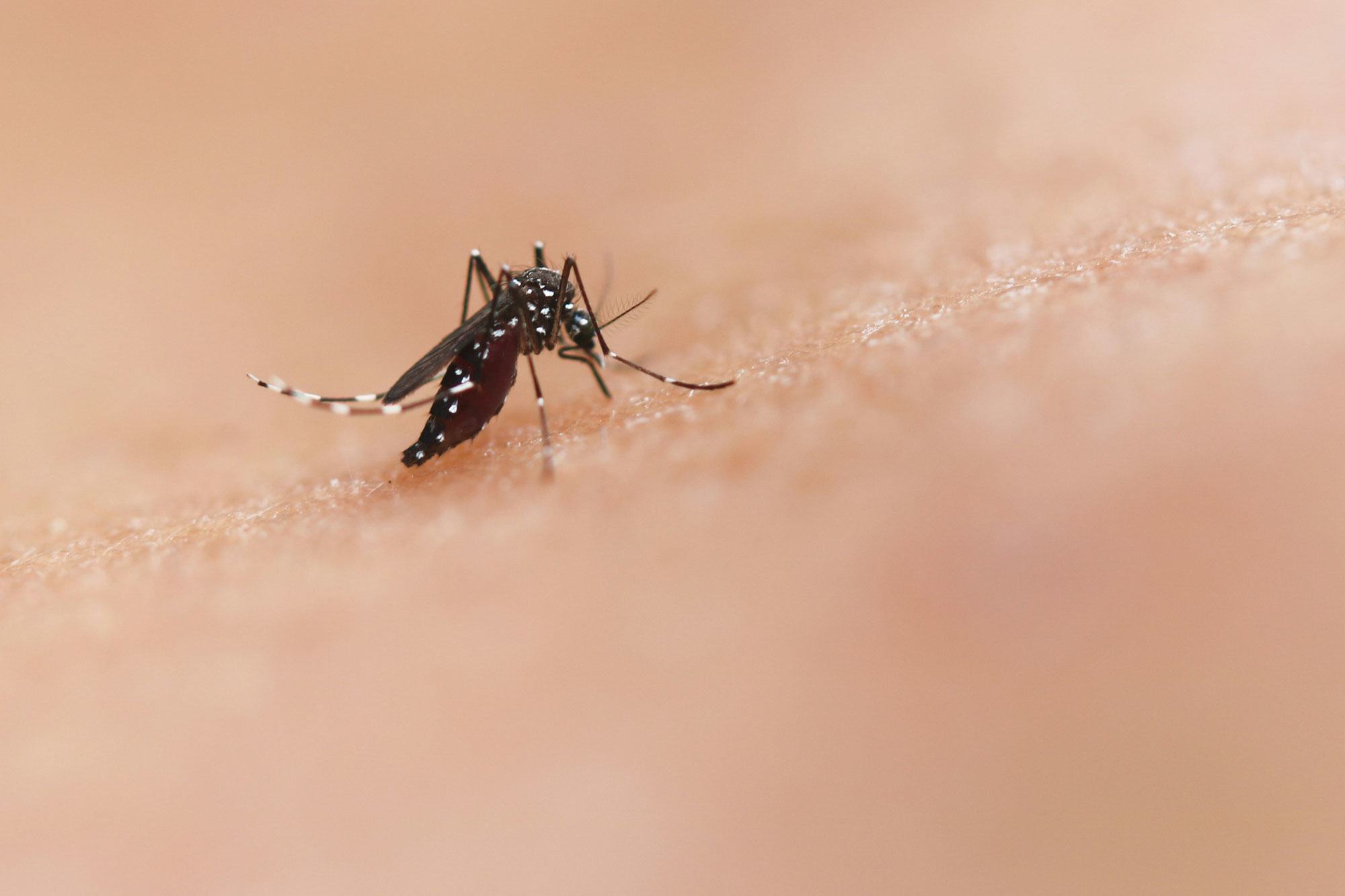 Ciência e comunidade juntam-se na corrida contra a dengue nas Américas