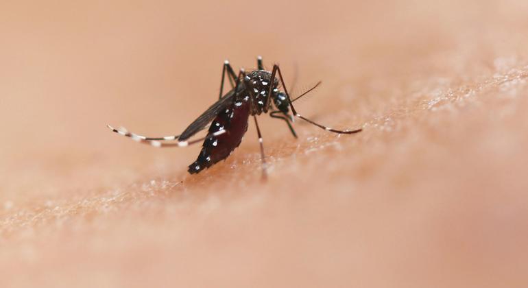 La especie de mosquito Aedes puede transmitir enfermedades como el chikungunya, el dengue y el zika.