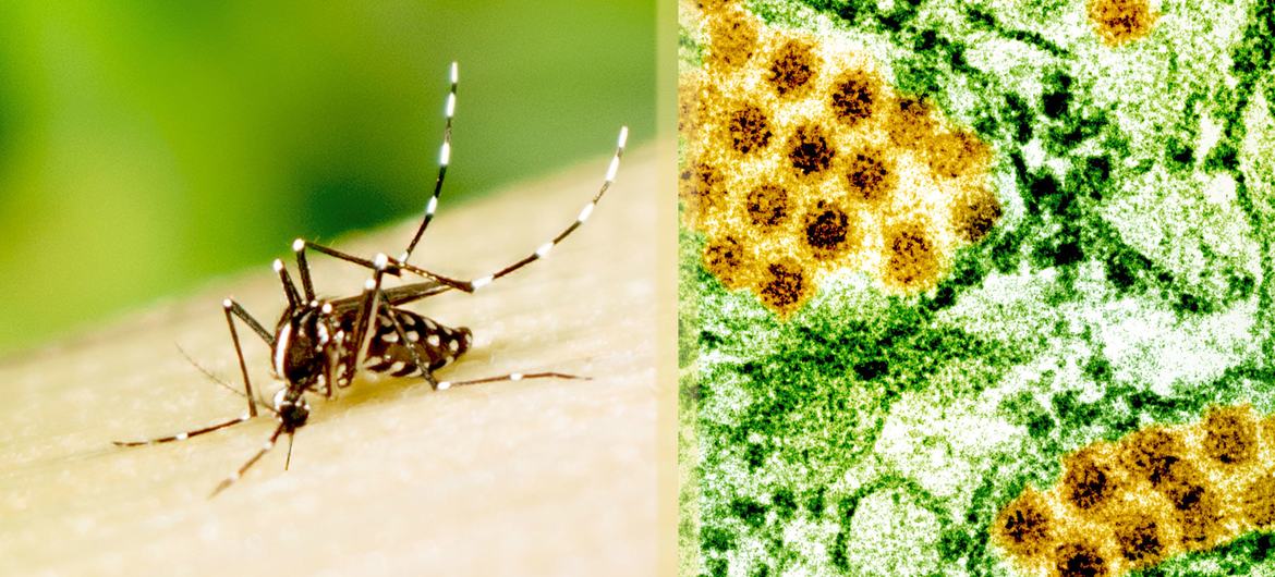 Uma foto de um mosquito Aedes ao lado de uma micrografia eletrônica de transmissão de partículas do vírus da dengue.