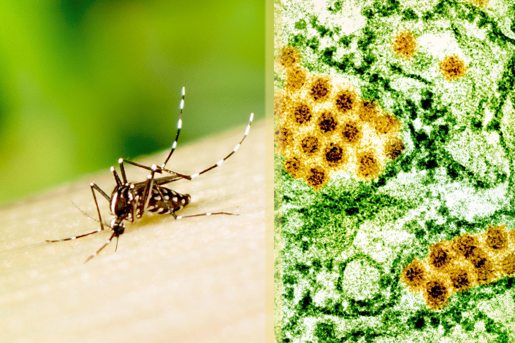 OMS nas Américas atribui aumento de casos de dengue a mudanças ambientais