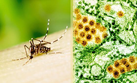 OMS nas Américas atribui aumento de casos de dengue a mudanças ambientais