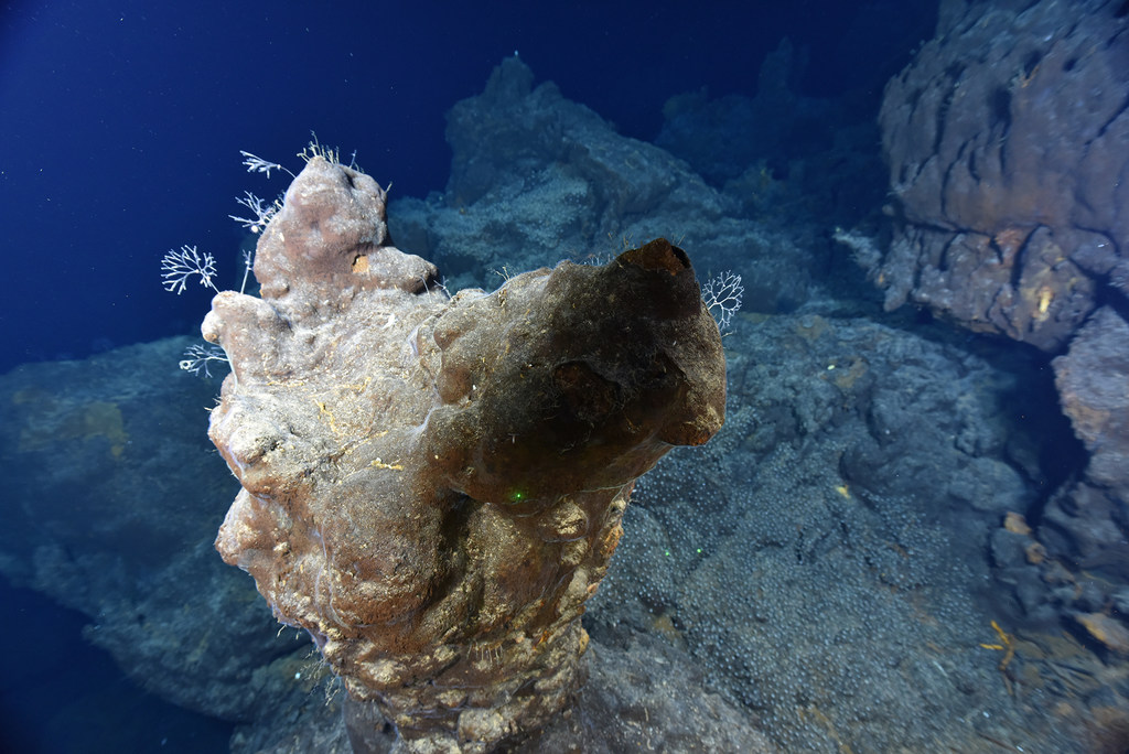 Los fondos marinos contienen una rica fauna y una gran variedad de minerales de tierras raras.