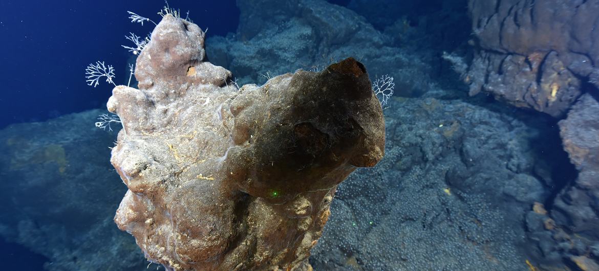Seabeds contain rich fauna and an array of rare earth minerals. Seabeds contain rich fauna and an array of rare earth minerals.